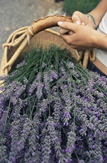 Pacific Northwest Prints: Lavender harvest