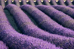 Lavender Prints: Lavender lines in a field, Plateau de Valensole, Provence, France, Europe