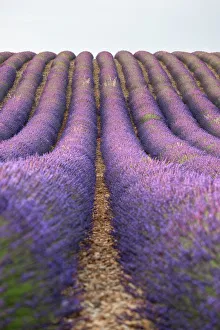 Lavender Prints: Lavender lines, lavender field, Plateau de Valensole, Provence, France, Europe