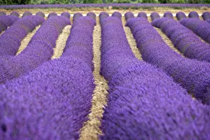 Lavender lines, Plateau de Valensole, Provence, France, Europe