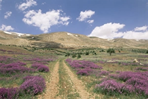 Lavender and spring flowers on the road from the Bekaa