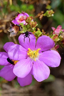 Petal Prints: Lavoisiera sampaiona (Microlicia), Serra da Canastra, Minas Gerais, Brazil, South America