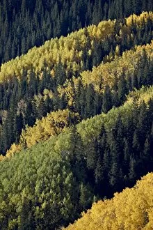 Images Dated 25th September 2008: Layers of yellow aspen and evergreen in the fall, White River National Forest