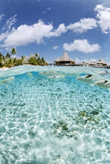 Fakarawa Prints: Le Maitai Hotel, Fakarawa, Tuamotu archipelago, French Polynesia