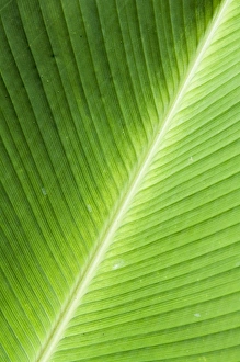 Images Dated 3rd March 2008: Leaf, Arenal area, Costa Rica