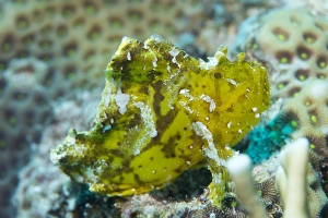 Leaf scorpionfish (Taenianotus triacanthus), Queensland, Australia, Pacific