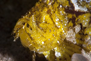 Images Dated 26th May 2008: Leaf scorpionfish (Taenianotus triacanthus), Sulawesi, Indonesia, Southeast Asia, Asia