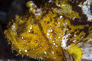 Images Dated 26th May 2008: Leaf scorpionfish (Taenianotus triacanthus), Sulawesi, Indonesia, Southeast Asia, Asia