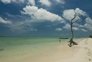 Leafless tree on a beautiful deserted beach, Havelock Island, Andaman Islands