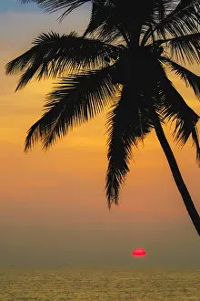 Arecaceae Prints: Leaning palm tree at sunset on lovely unspoilt Kizhunna Beach