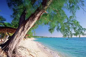 Branch Prints: Leaning tree above calm turquoise sea, Seven Mile Beach, Grand Cayman, Cayman Islands