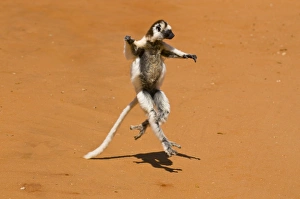 Leaping verreauxi lemur (Verreauxs Sifaka), Berenty Private Reserve Leaping verreauxi lemur (Verreauxs Sifaka), Berenty Private Reserve