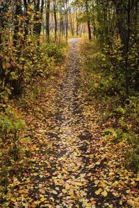 Trail Prints: Leaves cover the path as fall colors fill the woods in Alberta's boreal forest