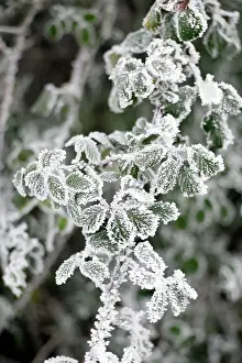 Frosted Prints: Leaves covered in frost in winter. Cold weather concept