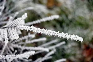 Freshness Prints: Leaves covered in frost in winter. Cold weather concept