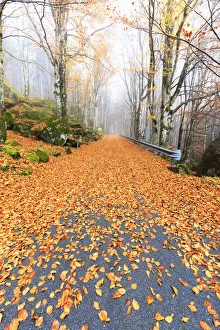 Valmasino Prints: Leaves on the road through the forest of Bagni di Masino, Valmasino, Valtellina. Lombardy