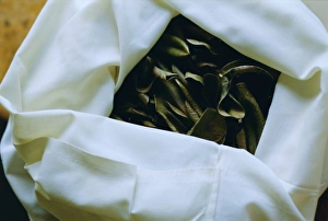 Leaves of five spices