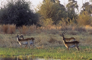 Lechwe Prints: Lechwes, Moremi Wildlife reserve, Okavango Delta, Botswana, Africa