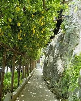 Images Dated 4th August 2008: Lemon groves