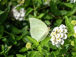 Blossom Prints: Lemon migrant butterfly rests on white flower in Maumere