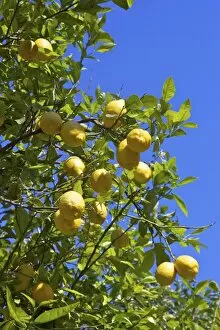 Images Dated 29th April 2010: Lemons growing on tree in grove, Sorrento, Campania, Italy, Europe