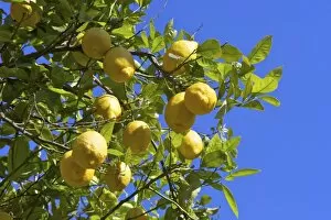Images Dated 29th April 2010: Lemons growing on tree in grove, Sorrento, Campania, Italy, Europe
