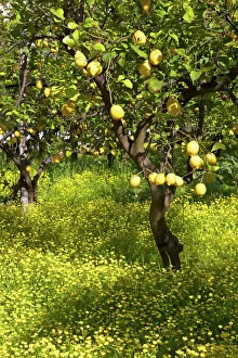 Flowers Prints: Lemons growing on trees in grove, Sorrento, Campania, Italy, Europe