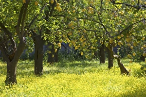 Lemons growing on trees in grove, Sorrento, Campania, Italy, Europe