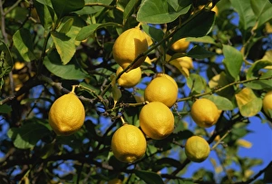 Generic Location Prints: Lemons on tree, Malaga province, Andalucia, Spain, Europe