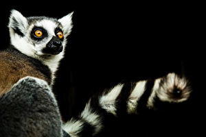 Stripe Prints: Lemur (Lemuroidea), United Kingdom, Europe