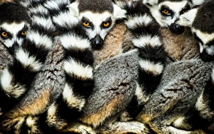 Stripe Prints: Lemurs (Lemuroidea), Cotswold Safari Park, Oxfordshire, England, United Kingdom, Europe