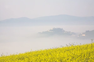 Images Dated 30th June 2008: Lentil fields and Castelluccio di Norcia, Highland of Castelluccio di Norcia