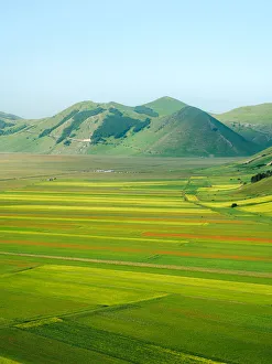 Meadow Prints: Lentil fields in Castelluccio di Norcia during the high season, Umbria, Italy, Europe