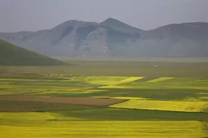 Lentil fields, Highland of Castelluccio di Norcia, Norcia, Umbria, Italy, Europe