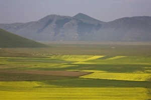 Images Dated 28th June 2008: Lentil fields, Highland of Castelluccio di Norcia, Norcia, Umbria, Italy, Europe
