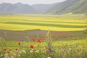 Images Dated 28th June 2008: Lentil fields, Highland of Castelluccio di Norcia, Norcia, Umbria, Italy, Europe