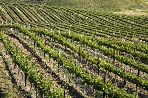 Winery Prints: Leonesse Winery, Temecula, California, United States of America, North America