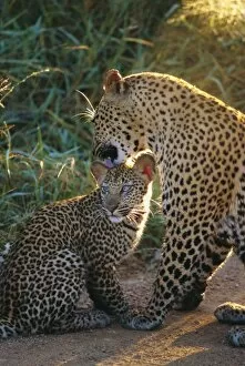 Images Dated 9th August 2008: Leopard and cub