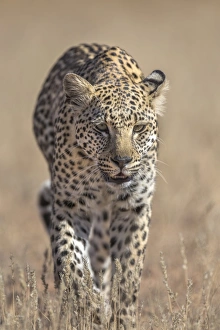 Leopard Prints: Leopard female (Panthera pardus), Kgalagadi Transfrontier Park, South Africa, Africa