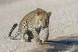 Endangered Species Gallery: Leopard male (Panthera pardus) at puddle after rain, Kgalagadi Transfrontier Park, Northern Cape