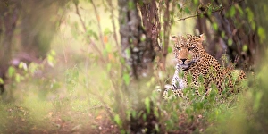 Lying On Front Prints: Leopard, Masai Mara, Kenya, East Africa, Africa