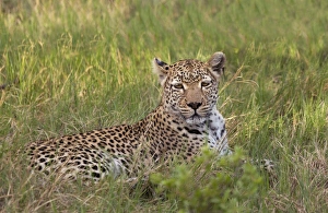 Leopard Prints: Leopard, Okavango Delta, Botswana
