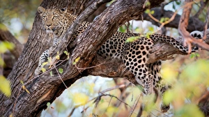 Leopard Prints: Leopard, Okavango Delta, Botswana, Africa