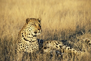 Leopard, Panthera pardus