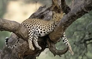 Images Dated 29th February 2008: Leopard, (Panthera pardus)