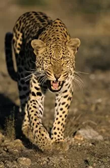 Images Dated 29th February 2008: Leopard, (Panthera pardus)