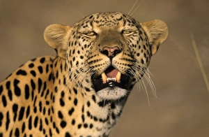 Leopard, (Panthera pardus)