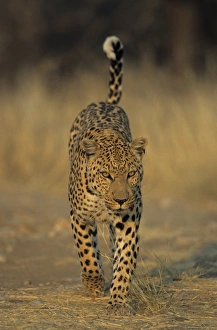 Leopard, Panthera pardus
