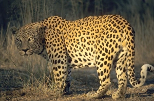 Leopard, Panthera pardus