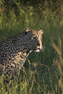 Leopard (Panthera pardus)